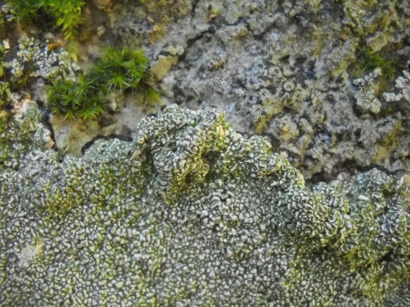 lichene su muretto a secco